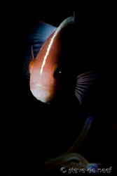 Spotlight...
Used a home made 'snoot' to get this dramat... by Steve De Neef 